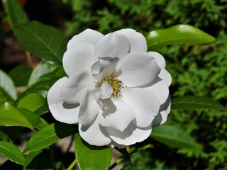 white flower in garden