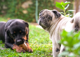 Rottweiler and Pug dogs playing in the garden.