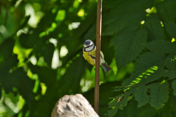 Eine Blaumeise sitzt an einer Stange im Garten vor grünen Blättern Cyanistes caeruleus