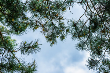 Natural abstract background of coniferous branches with young cones against the blue sky,