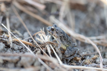 秋のツチガエル