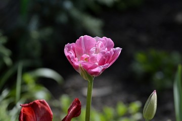 a pink Tulip bloomed in the garden
