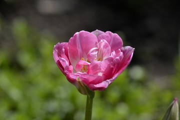 a pink Tulip bloomed in the garden
