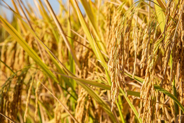 Golden yellow rice ear of rice growing in autumn paddy field