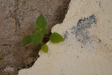 Texturas 
