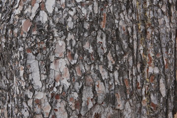 Corteza de árbol