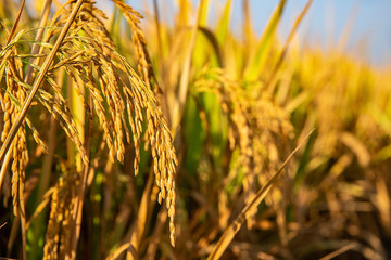 Golden yellow rice ear of rice growing in autumn paddy field