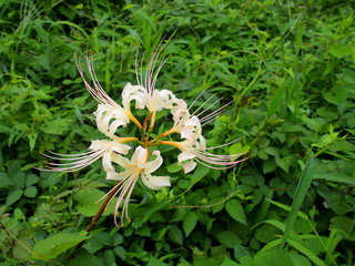 野に咲く白い彼岸花
