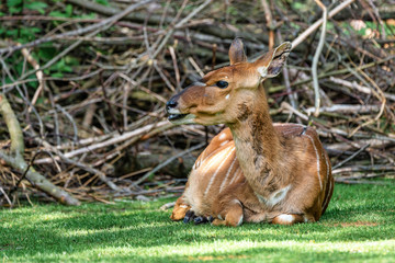 Nyala Antelope - Tragelaphus angasii. Wild life animal.