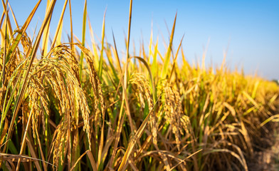 Golden yellow rice ear of rice growing in autumn paddy field