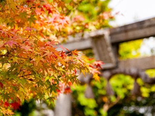 鳥居と紅葉