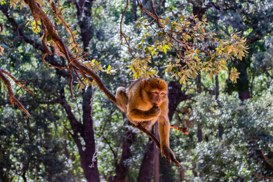 Native monkey in the Cedar forest, Azrou, Morocco.
