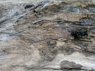 Tree bark background