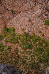 Roca de mar