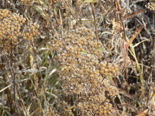 Autumn day. Dry blades of grass. Faded yarrow twigs. The colors of autumn.