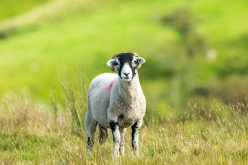 Swaledale sheep stood in moorland habitat, North Yorkshire.