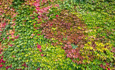Herbstfarben Wilder Wein