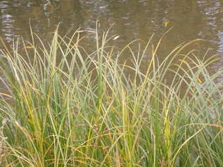 Autumn day. Autumn grass. Dense thickets, yellowing blades of grass.
