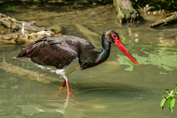 Black stork, Ciconia nigra in a german nature park