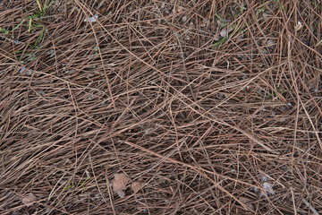 Hojas de pino secas