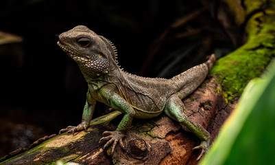 Fototapeta premium OLYMPUS O-MD