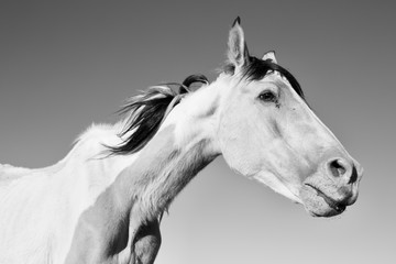 white horse