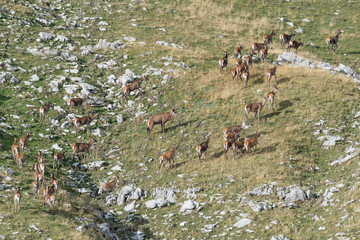 Herd of deer in Alps mountains (Cervus elaphus)