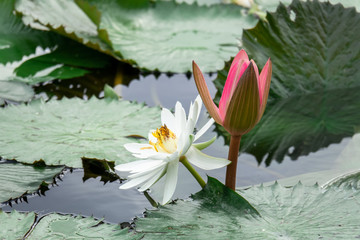 beautiful white water lily in the garden pond