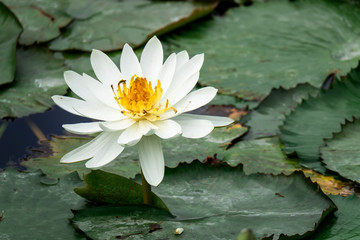 beautiful white water lily in the garden pond