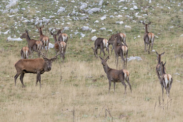 Naklejka na ściany i meble Herd of deer in Alps mountains (Cervus elaphus)
