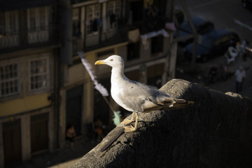 seagull in Porto (Portugal)