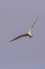 Whiskered Tern are finding food 