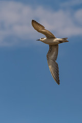 Whiskered Tern are finding food 