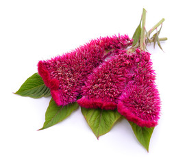 Beautiful bush of amaranth.