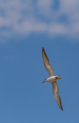 Whiskered Tern are finding food 