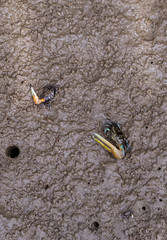 Small fiddler crabs in habitat