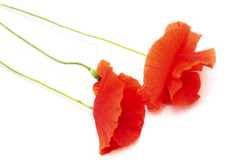 Bouquet of red poppies.