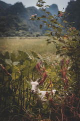 goat hiding in vetnam