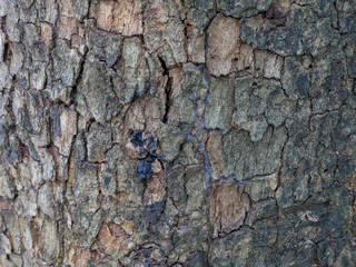 Tree bark background