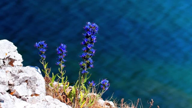 Bueweed with the ocean in the background