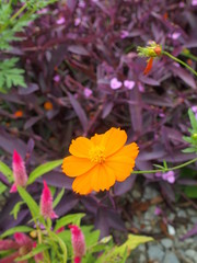 キバナコスモスとセトクレアセア