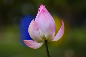 Purple lotus flower and morning sun