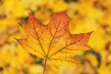 Fototapeta na wymiar maple yellow autumn leaf on a yellow foliage background