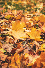 Naklejka na ściany i meble fallen autumn foliage, background, close-up