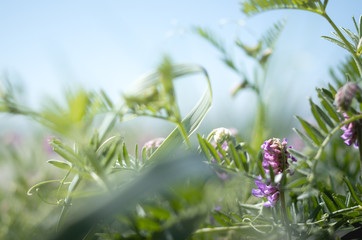 Idyllic purple flower growing in the middle of a grass on a sunny summer day.
