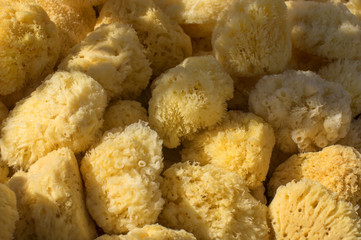 Heap of mediterranean sea natural sponge