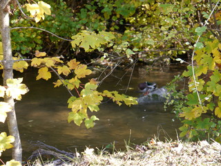 a duck on a stone in the river in a forest in autumn