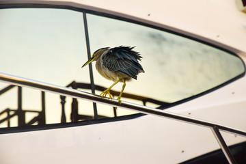 Urban wild life in Abu Dhabi, U.A.E. A bird perched on a railing in yacht.