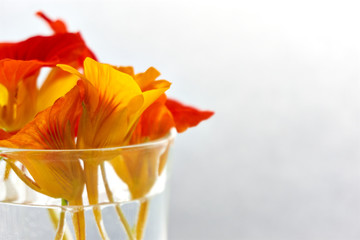 Edible flowers. Closeup of orange and yellow nasturtium flowers in a glass of water against a white background with copy space. A popular salad ingredient and used in traditional medicine.