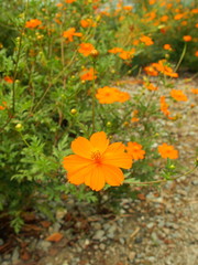 路傍に咲くキバナコスモス